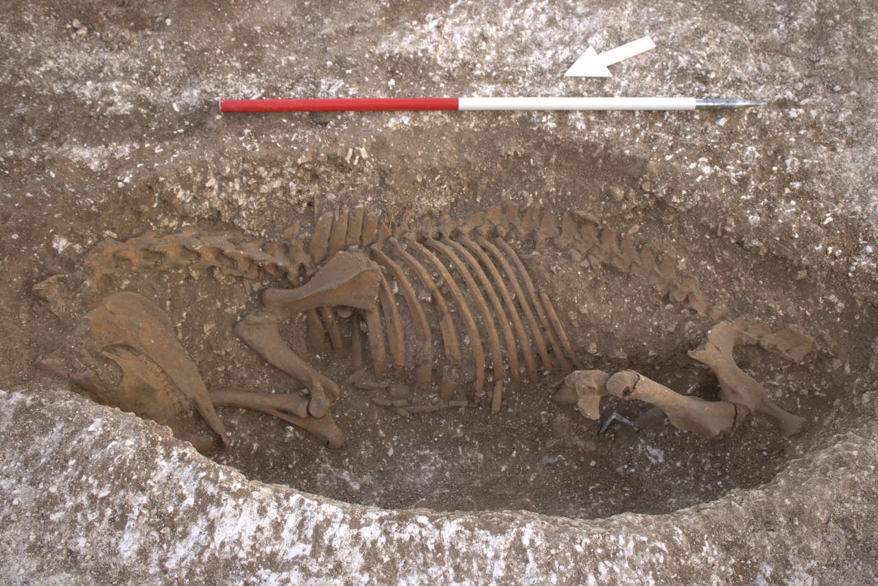 Horse burial