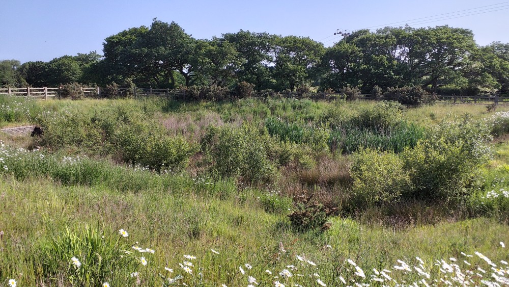Pond B Wildflower habitats establishing in some areas but gorse encroaching. Pond was overgrown with Typha Latifolia and shrubs and trees were establishing. Source: site visit June 2023.