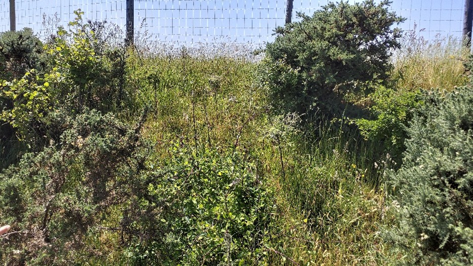 Gorse crowding out hawthorn and blackthorn in hedgerow near Cardinham junction. Source: site visit June 2023